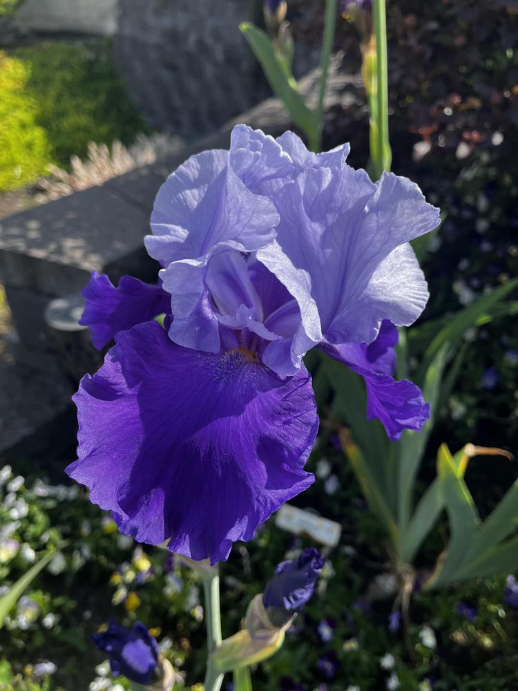 Photo of Tall Bearded Iris (Iris 'Proud Tradition') uploaded by imnotmike