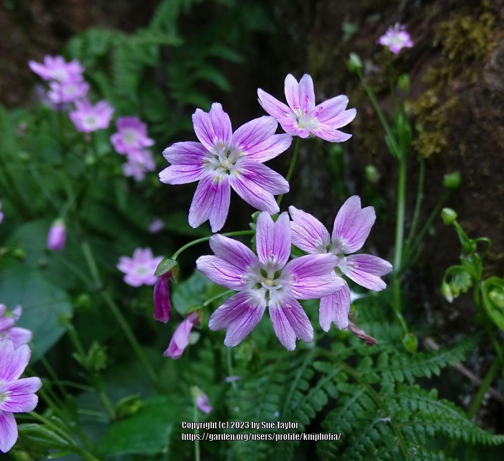 Photo of Candy Flower (Claytonia sibirica) uploaded by kniphofia