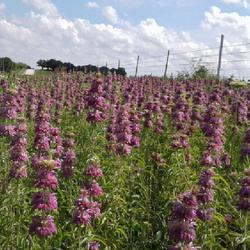 Location: North central Texas
Date: 2023-05-23
Horse Mint showing off along the county road.
