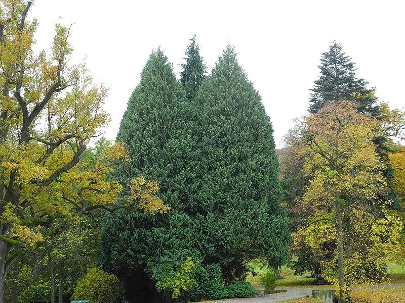 Photo of Nootka Cypress (Xanthocyparis nootkatensis) uploaded by scvirginia