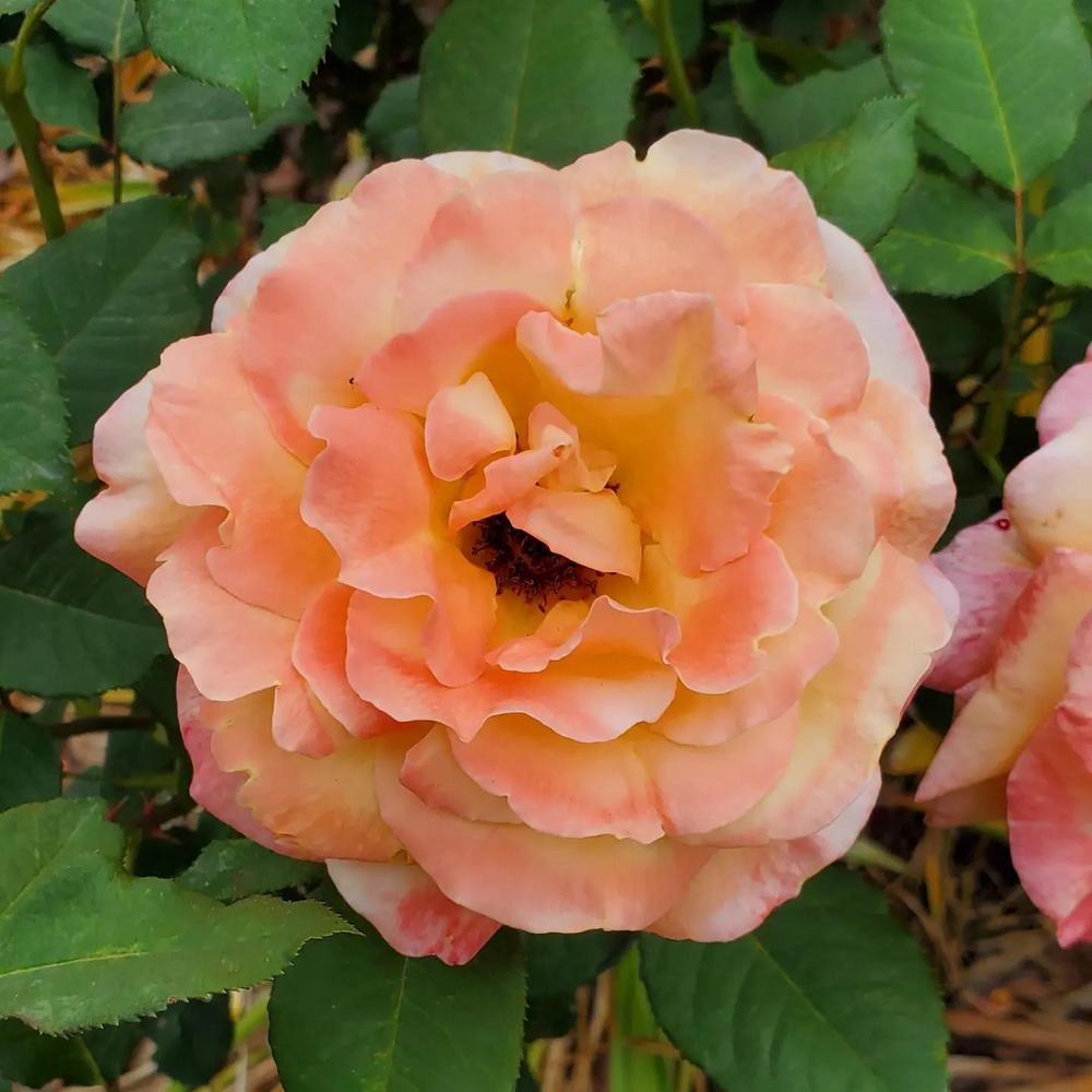Photo of Rose (Rosa 'Tahitian Sunset') uploaded by FurryRoseBear