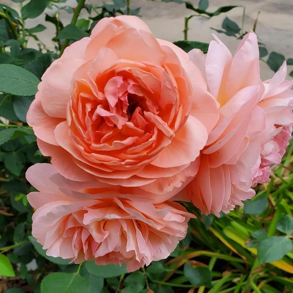Photo of Rose (Rosa 'The Lady Gardener') uploaded by FurryRoseBear