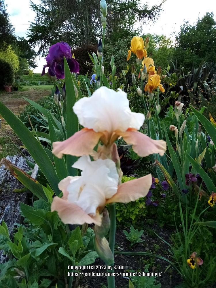 Photo of Tall Bearded Iris (Iris 'Sunset Snows') uploaded by Kahumingi