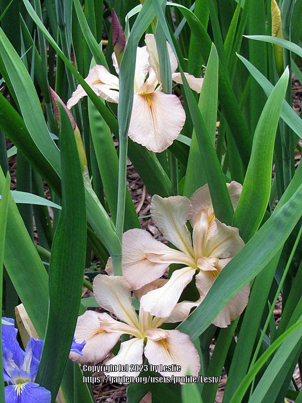 Photo of Louisiana Iris (Iris 'Lady Regina') uploaded by Lestv