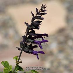 Location: My garden in Albuquerque, NM Zone 7b
Date: 2023-05-22
Those black sepals!!