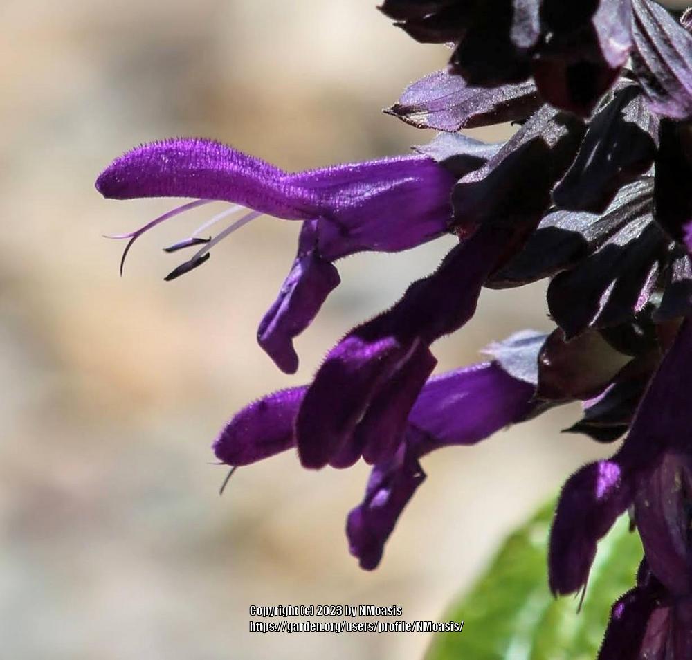 Photo of Sage (Salvia 'Purple Majesty') uploaded by NMoasis