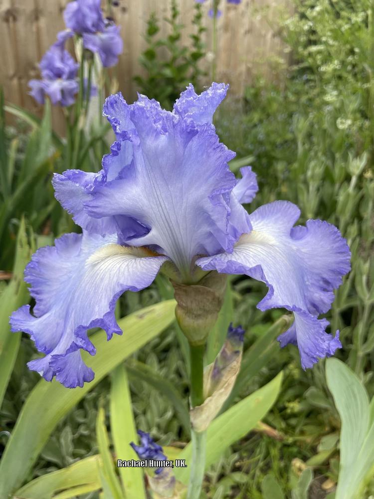 Photo of Tall Bearded Iris (Iris 'Cloud Ballet') uploaded by RachaelHunter