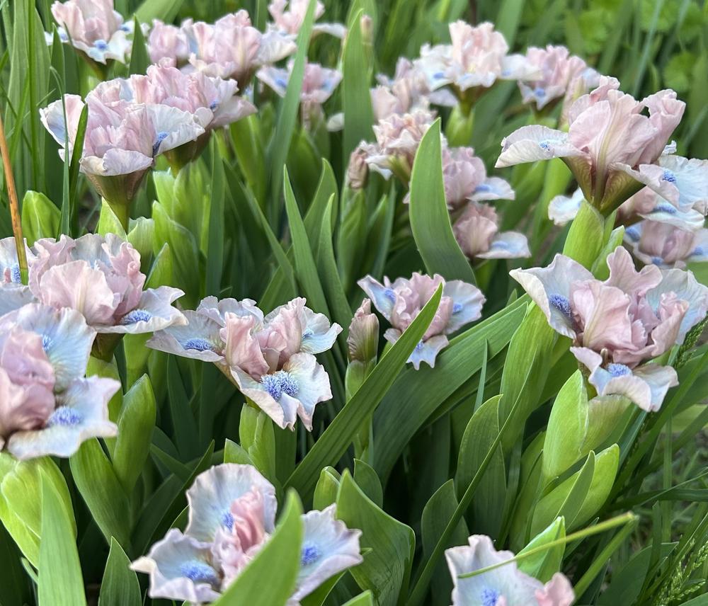 Photo of Standard Dwarf Bearded Iris (Iris 'Oh So Sweet') uploaded by bramedog