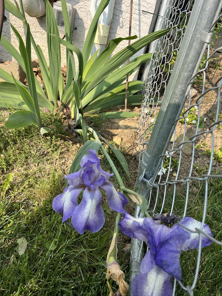 Photo of Tall Bearded Iris (Iris 'Blue Shimmer') uploaded by cwhitt