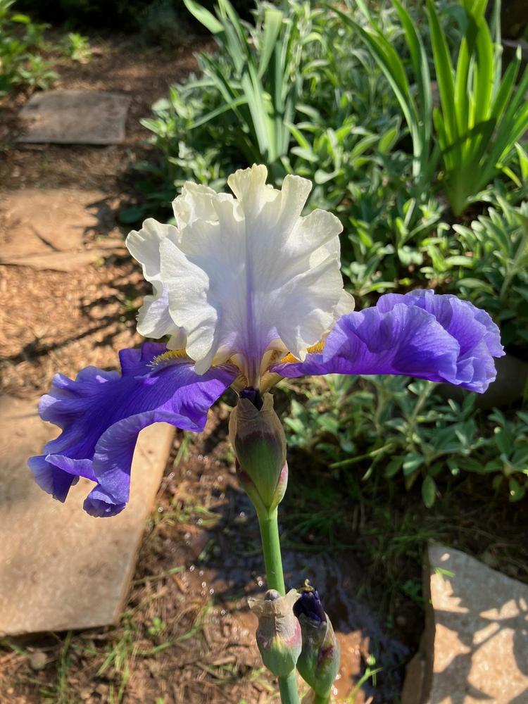 Photo of Tall Bearded Iris (Iris 'Tokyo Blues') uploaded by lharvey16