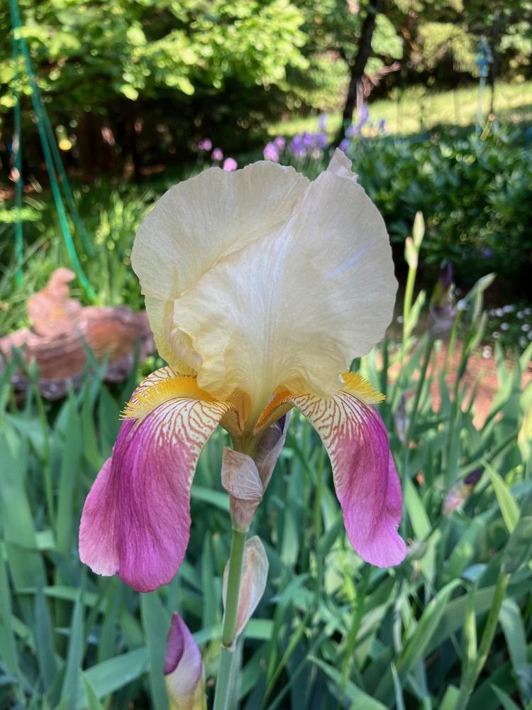 Photo of Tall Bearded Iris (Iris 'Shannopin') uploaded by lharvey16