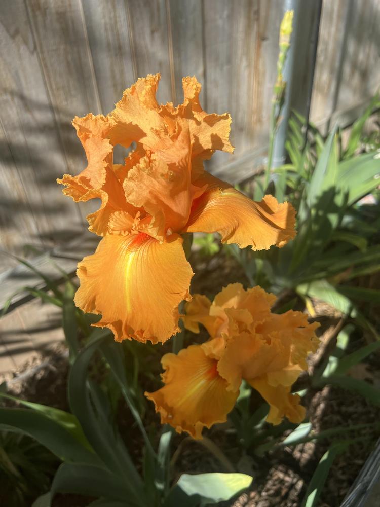 Photo of Tall Bearded Iris (Iris 'Millennium Sunrise') uploaded by lrwatson