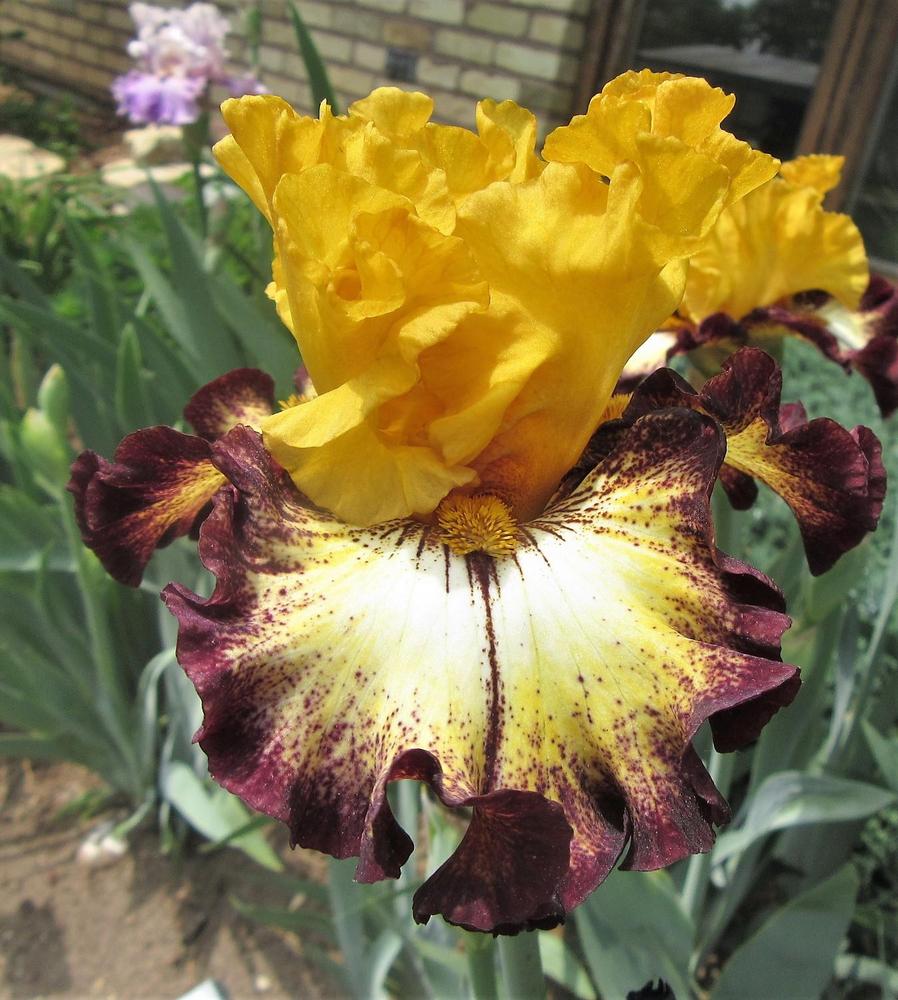 Photo of Tall Bearded Iris (Iris 'Magic Ring') uploaded by tveguy3