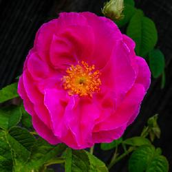 Location: Near Napa Valley (Northern California)
Date: 2023-05-05
First ever Apothecary Rose bloom after planting in early 2023.