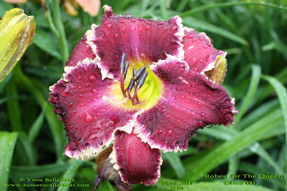 Photo of Daylily (Hemerocallis 'Robes for the Queen') uploaded by Bellmar