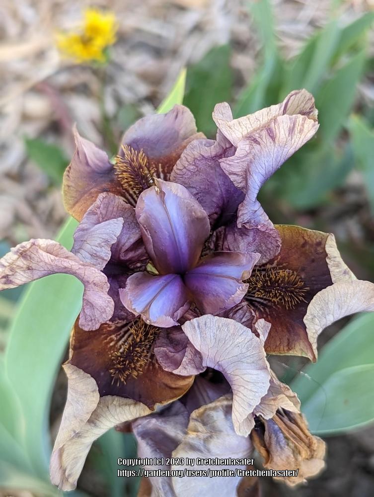 Photo of Border Bearded Iris (Iris 'Jungle Shadows') uploaded by Gretchenlasater