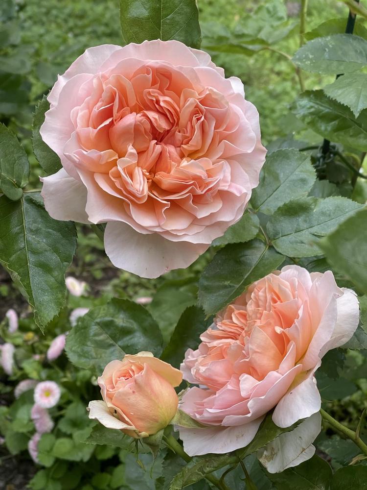 Photo of English Shrub Rose (Rosa 'Evelyn') uploaded by MargitVienna