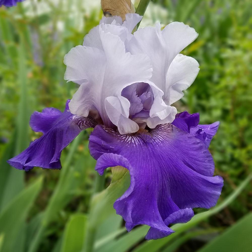 Photo of Tall Bearded Iris (Iris 'Best Bet') uploaded by OrganicJen