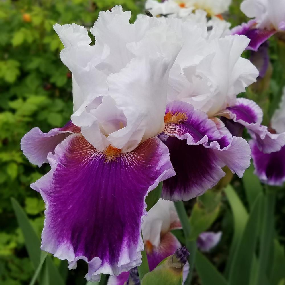 Photo of Tall Bearded Iris (Iris 'Gracious Curves') uploaded by OrganicJen
