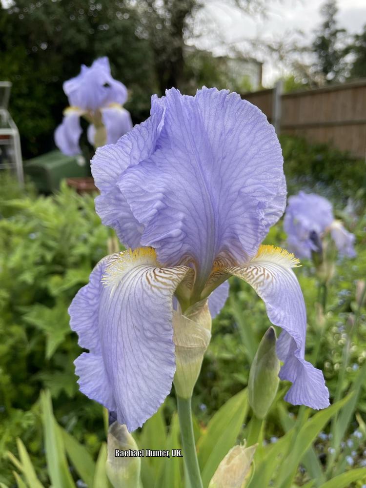 Photo of Tall Bearded Iris (Iris 'Jane Phillips') uploaded by RachaelHunter
