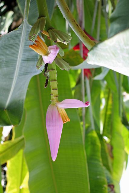 Photo of Pink Fruiting Banana (Musa velutina) uploaded by RuuddeBlock
