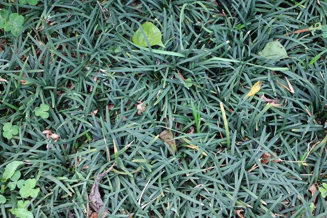 Photo of Mondo Grass (Ophiopogon planiscapus) uploaded by RuuddeBlock