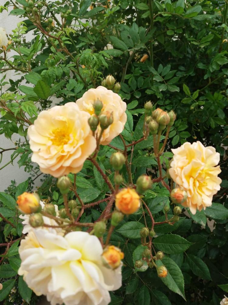 Photo of Rose (Rosa 'Ghislaine de Feligonde') uploaded by antmur25