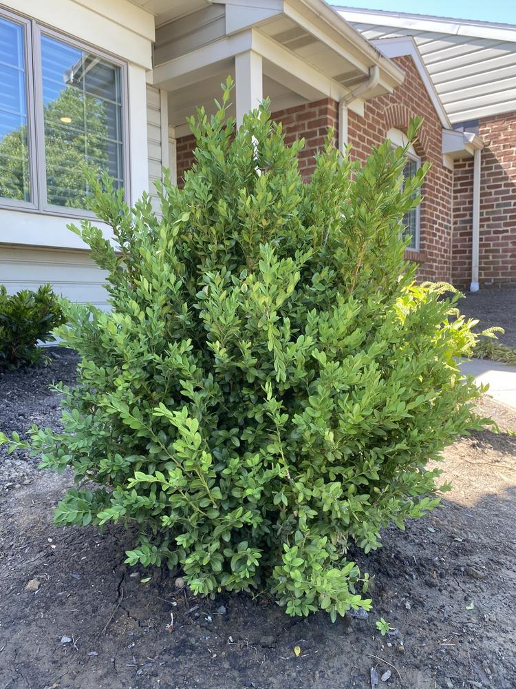 Photo of Boxwood (Buxus 'Green Mountain') uploaded by csandt
