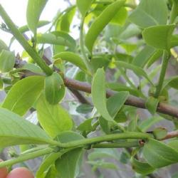 Location: Toronto, Ontario
Date: 2023-05-25
American Persimmon (Diospyros virginiana) in its first year of fo