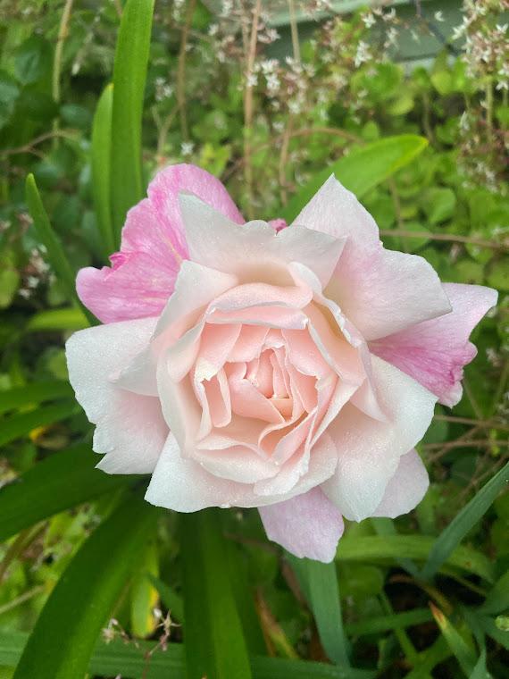 Photo of Rose (Rosa 'Gruss an Aachen') uploaded by pmpauley