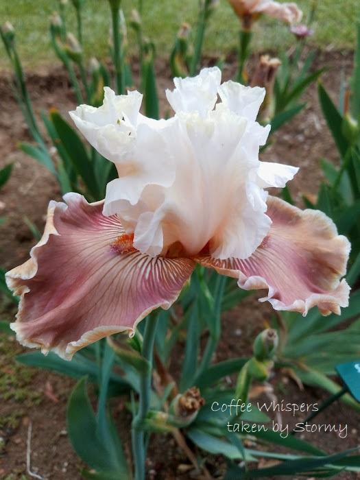 Photo of Tall Bearded Iris (Iris 'Coffee Whispers') uploaded by scary1785