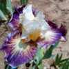 Maiden bloom from this iris. Increased well and the color/form is
