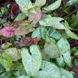 Location: Winter Springs, FL zone 9b
Date: 2023-05-24
syngonium three plants in one pot, Maria, White butterfly and NOI