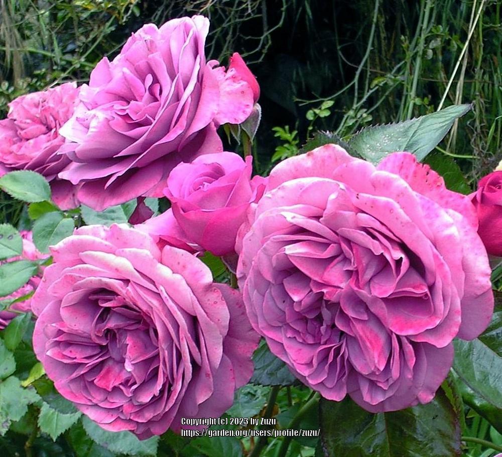 Photo of Rose (Rosa 'Plum Perfect') uploaded by zuzu