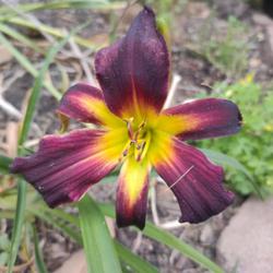 Location: Bassett, VA (Zone 7a)
Date: 2023-05-25
First daylily bloom of 2023. Potentially a rebloom for this early