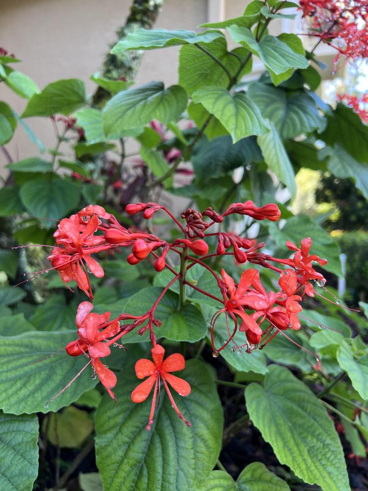 Photo of Flaming Glory Bower (Clerodendrum speciosissimum) uploaded by Floridian