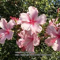 Location: My garden in Tampa, Florida
Date: 2023-05-22
My favorite pink hibiscus grown from cuttings and now taller than