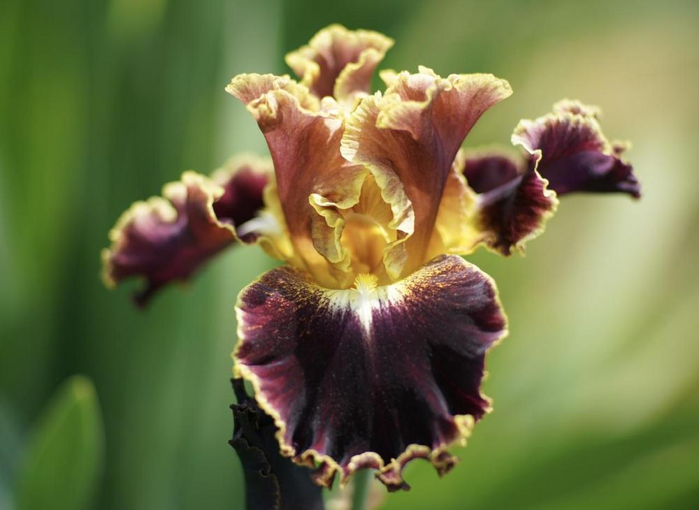 Photo of Tall Bearded Iris (Iris 'Volcanic Glow') uploaded by Islandview