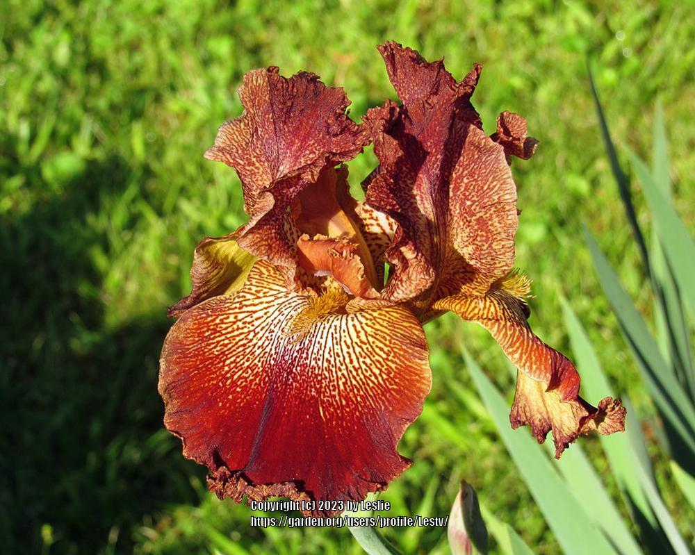 Photo of Tall Bearded Iris (Iris 'Pseudo Lewdo') uploaded by Lestv