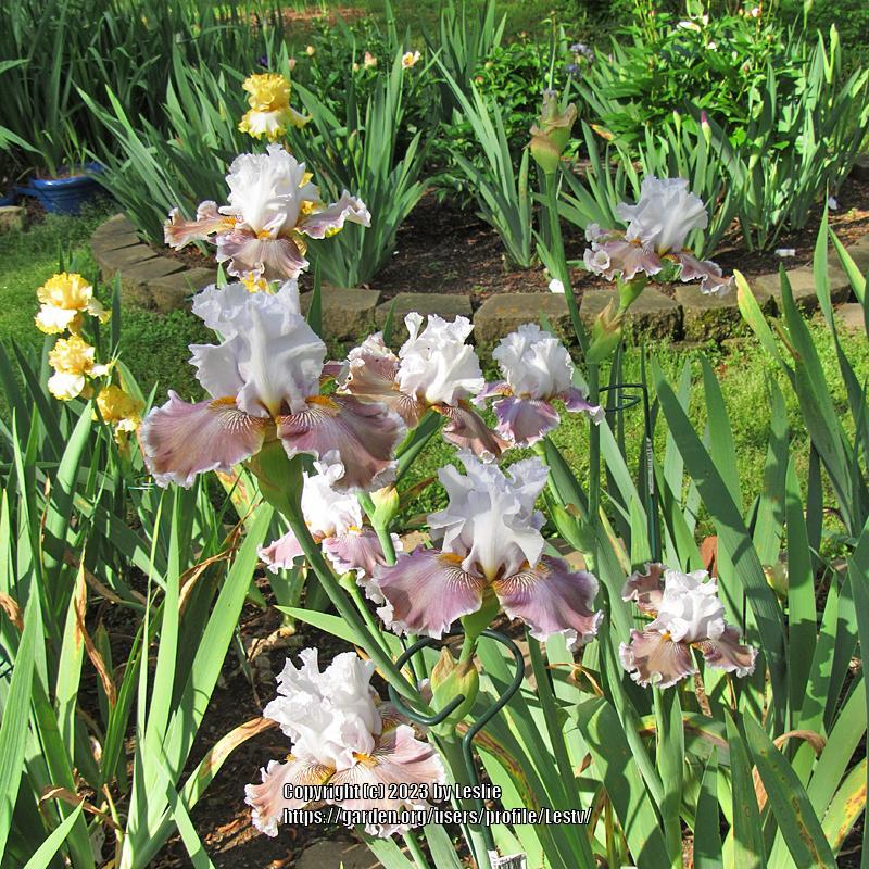 Photo of Tall Bearded Iris (Iris 'Naborlee') uploaded by Lestv