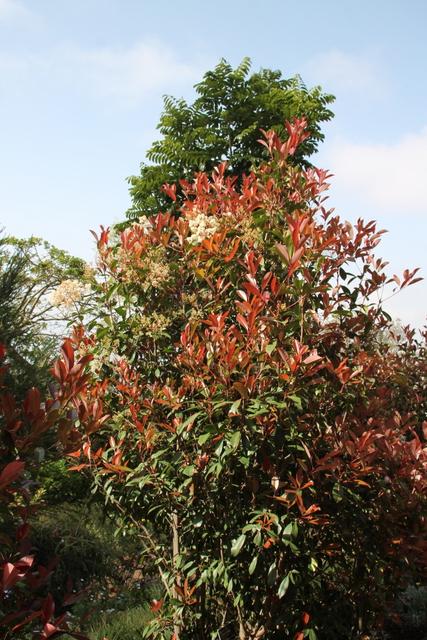 Photo of Red-Tipped Photinia (Photinia 'Fraseri') uploaded by RuuddeBlock