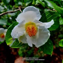 Location: Sandhills Horticultural Gardens Pinehurst, NC (Japanese garden)
Date: May 18, 2023
Japanese Stewartia #228 nn; LHB p. 674, 127-5-4, "After John Stua