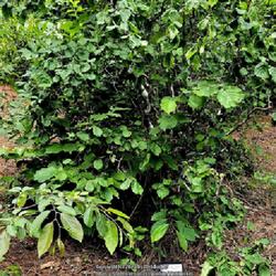 Location: Sandhills Horticultural Gardens Pinehurst, NC (Japanese garden)
Date: May 18, 2023
Harry Lauder's Walking Stick #229 nn; LHB p. 328, 49-3-1, "Ancien