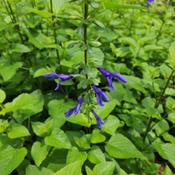 Blue Anise Sage #231 nn; MBG, "The genus name Salvia comes from t