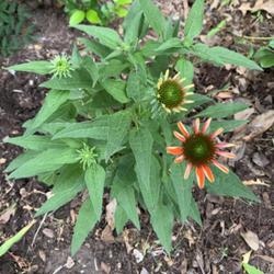 Location: Mckinney Texas
Date: 05/29/2023
This cutie showed up in my front flower bed. Is this a coneflower