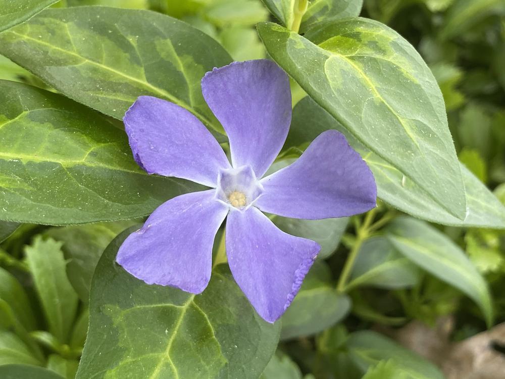 Photo of Greater Periwinkle (Vinca major) uploaded by csandt