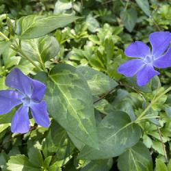 Location: Willow Valley Communities Lakes Campus,Willow Street, Pennsylvania
Date: 2023-05-27
Greater Periwinkle (Vinca major)