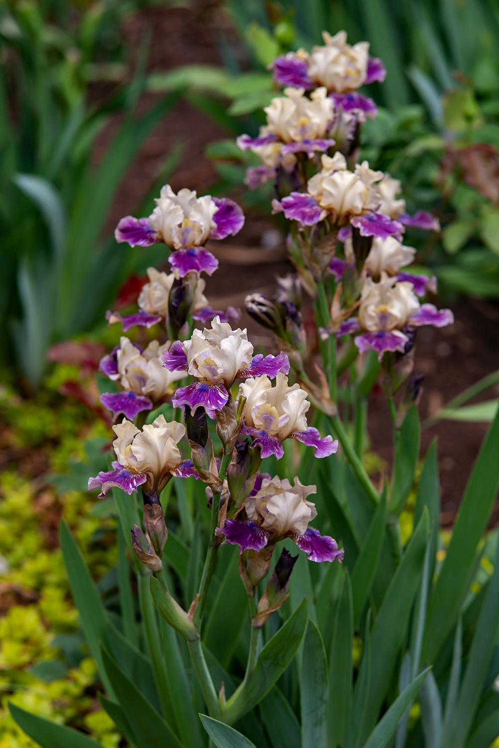 Photo of Species X Iris (Iris 'Out of the Ordinary') uploaded by dirtdorphins