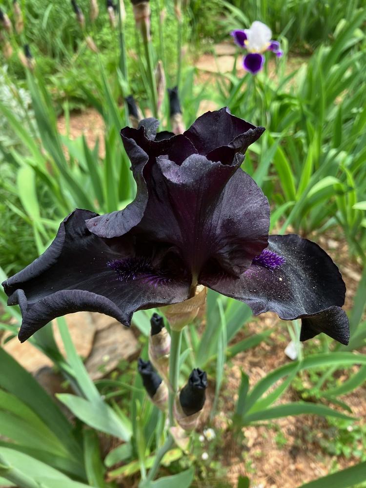 Photo of Tall Bearded Iris (Iris 'Before the Storm') uploaded by lharvey16