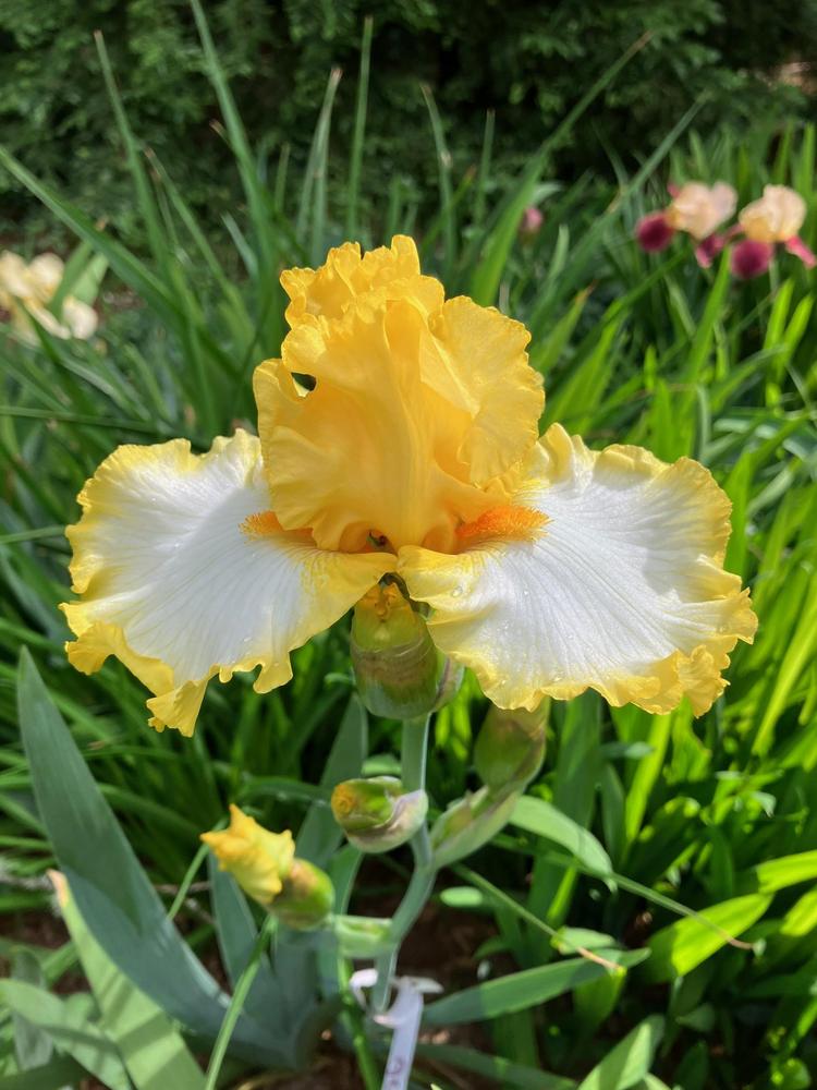 Photo of Tall Bearded Iris (Iris 'Around the Sun') uploaded by lharvey16
